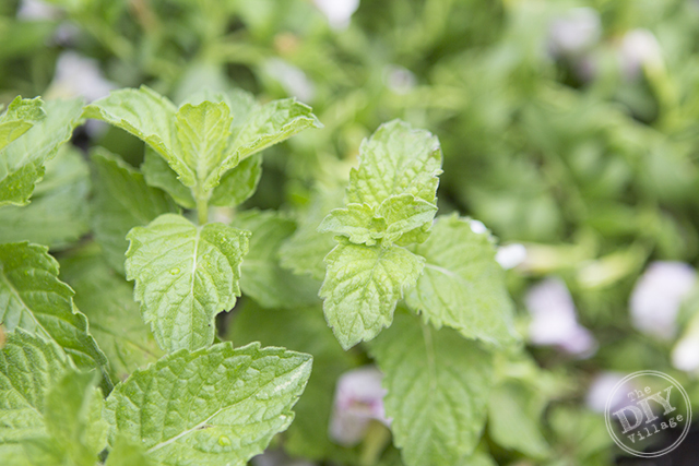 Container Mint