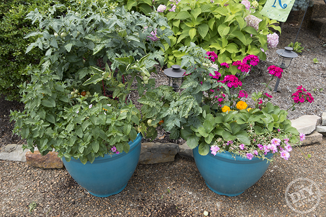 Mixing vegetables and flowers in urban container gardens.