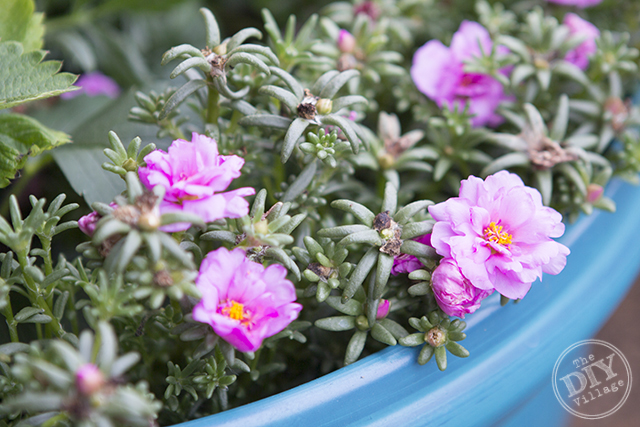 Moss Rose