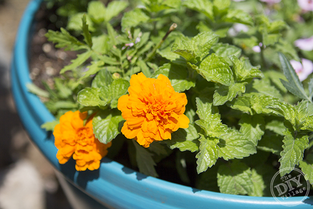 Spring Marigolds